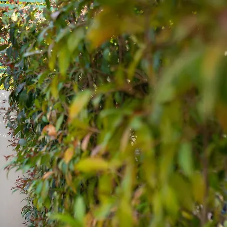 Li Junchi - Due Passi Dal Mare - Spazioso Giardino *